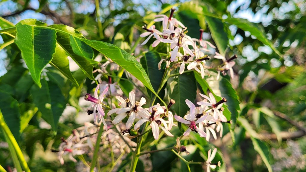 Nahaufnahme der Pflanze in der Blütezeit, die den Apartments den Namen gibt: Melia Azedarach.