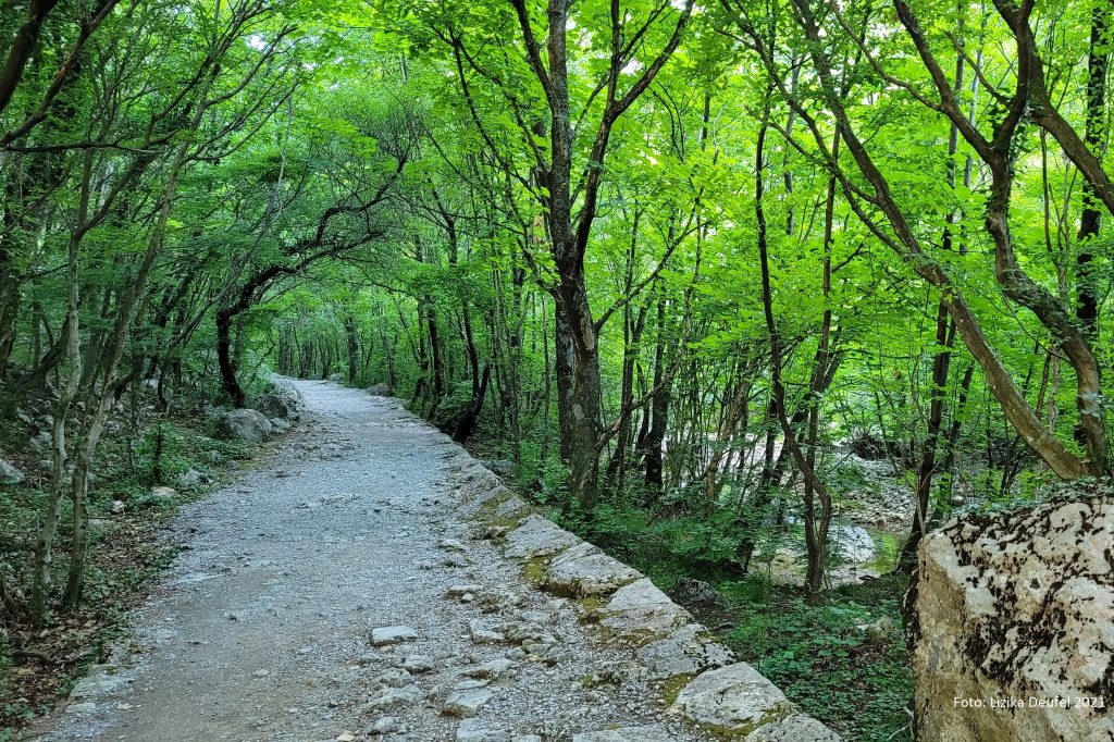 Azedara Apartments. Weg gesäumt von Buchen am Bach entlang in der Velika Paklenica. Lizika Deufel 2021