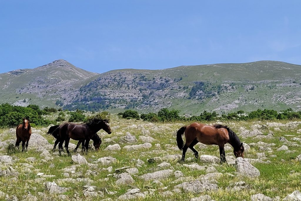 Azedara Apartments. Pferde grasen frei auf den Höhen des Velebit. Lizika Deufel 2022