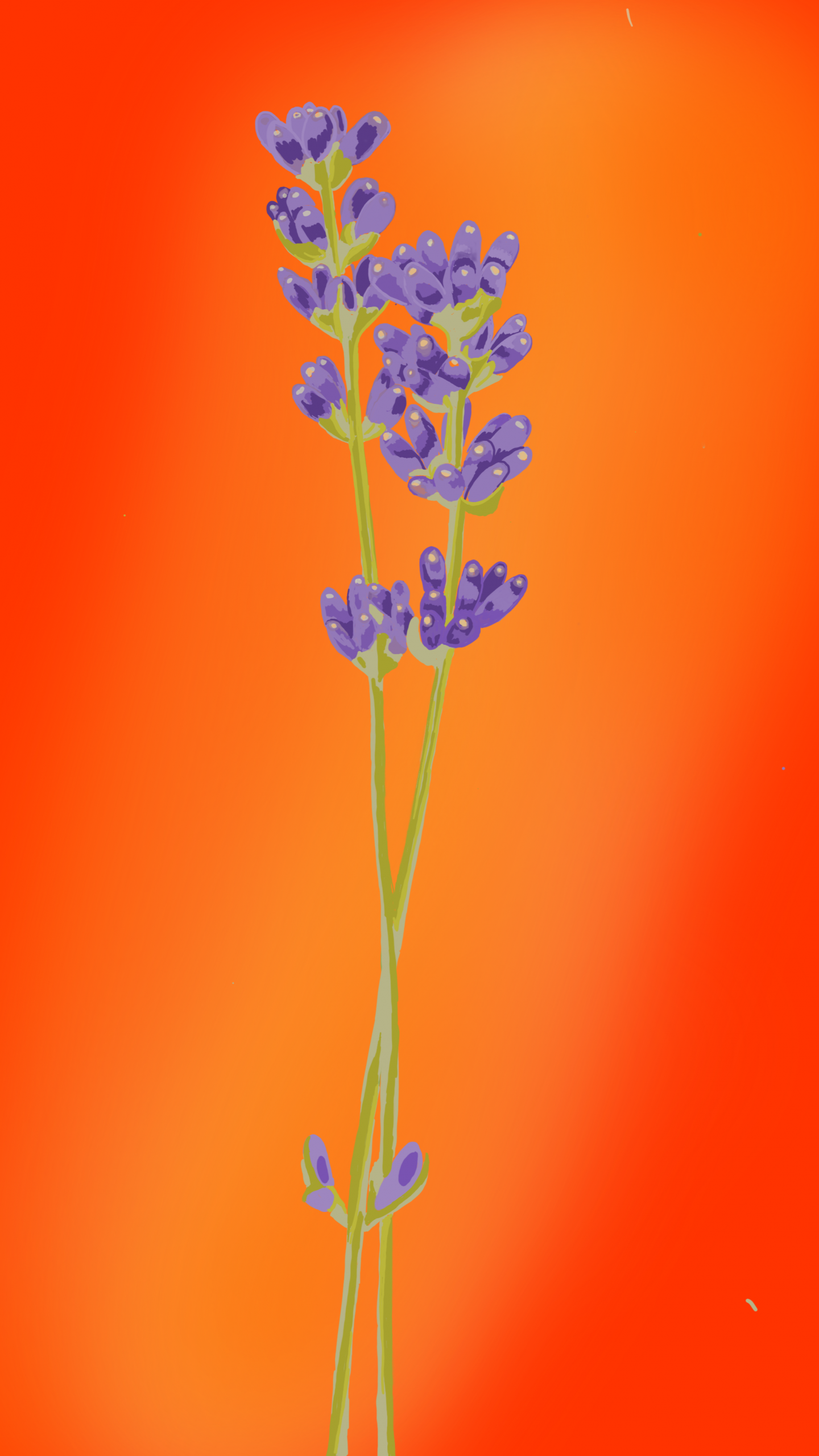 Azedara Apartments. Farbige Zeichnung von Lavendel auf orangefarbenem Hintergrund. Erkennung des Apartments Lavanda.