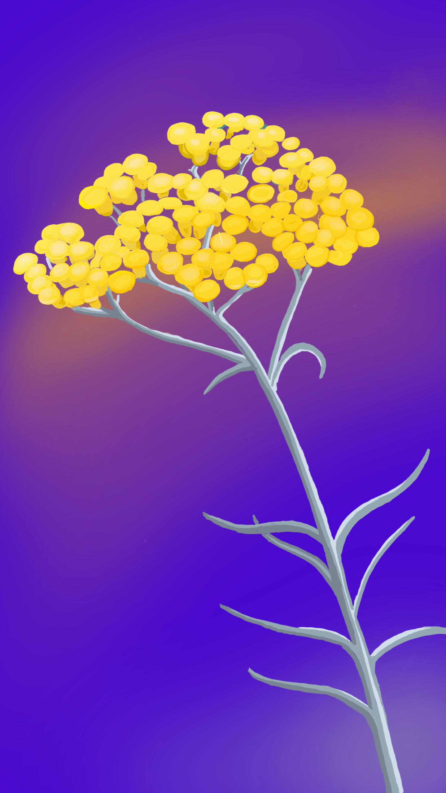 Azedara Apartments. Farbige Zeichnung Smilje auf violettem Hintergrund. Erkennung des Apartments Smilje.